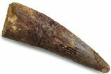 Fossil Spinosaurus Tooth - Real Dinosaur Tooth #383473-1